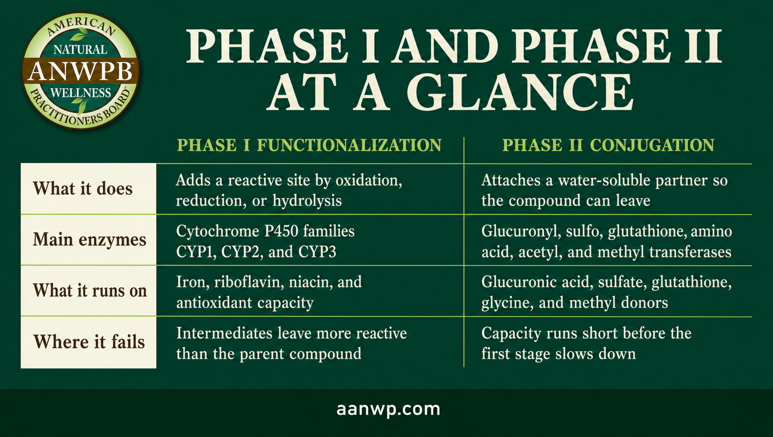Comparison table setting Phase I functionalization beside Phase II conjugation across four rows.