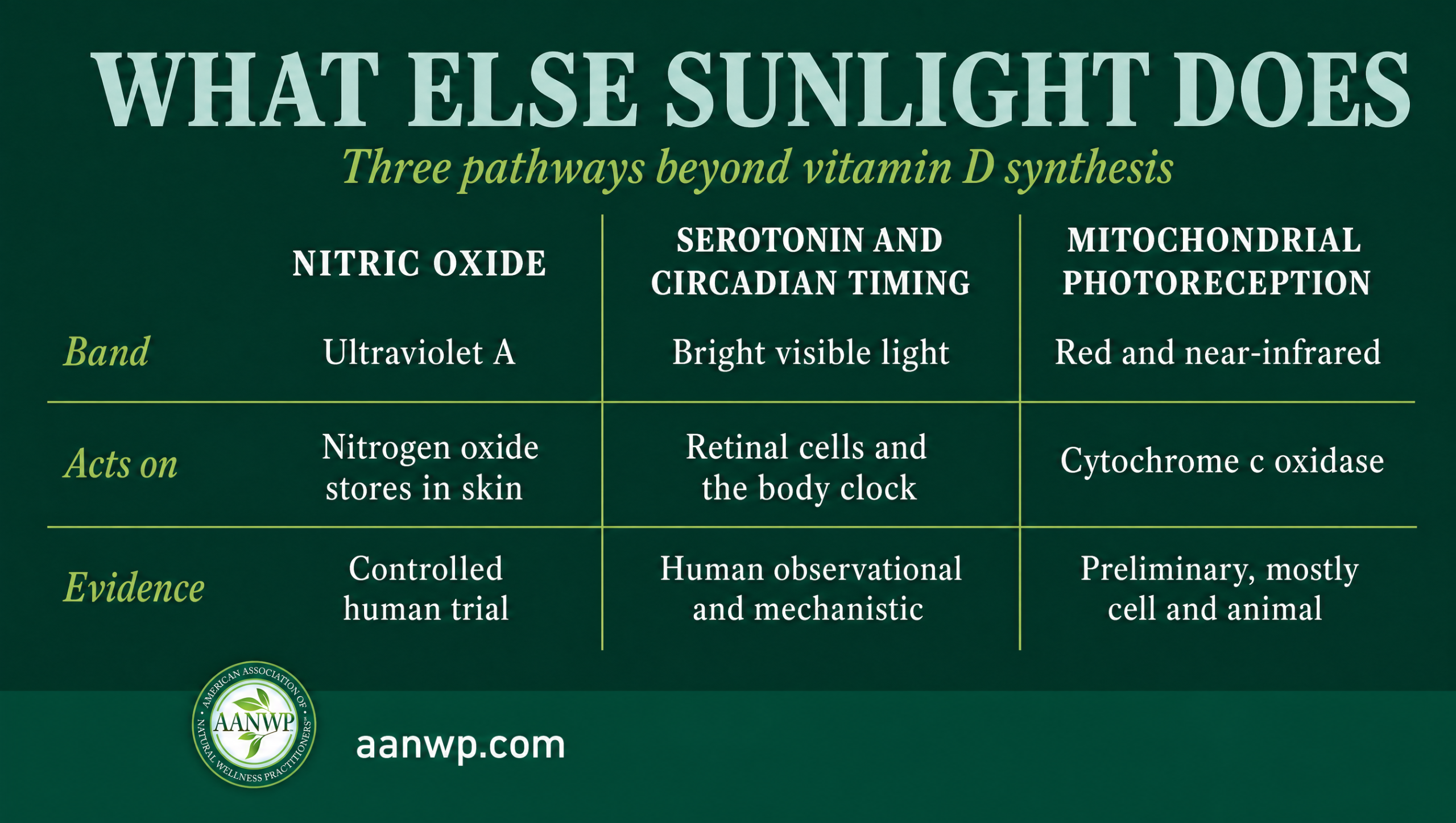 Three Sunlight Pathways Beyond Vitamin D Comparison table of three sunlight pathways beyond vitamin D, with wavelength band, target and evidence strength.